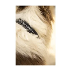 Collier pour Chien - Noir