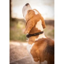 Collier pour Chien Billie - Noir