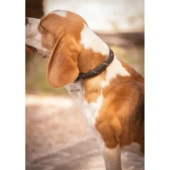 Collier pour Chien Billie - Noir