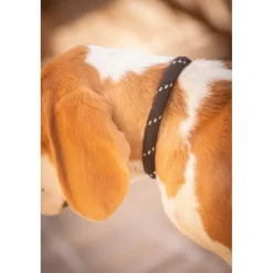 Collier pour Chien Billie - Noir
