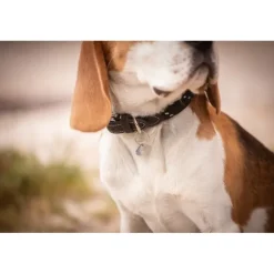 Collier pour Chien Billie - Noir