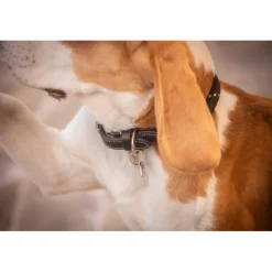 Collier pour Chien Billie - Noir