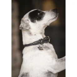 Collier pour Chien Olie - Noir