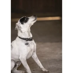 Collier pour Chien Olie - Noir