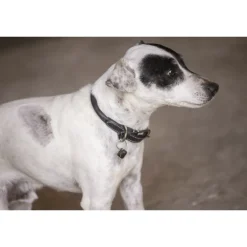 Collier pour Chien Olie - Noir