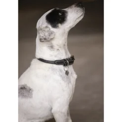 Collier pour Chien Olie - Noir