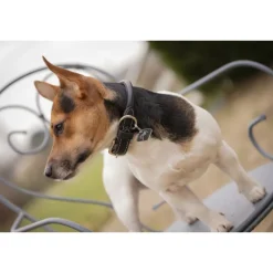 Collier pour Chien Olie - Havane