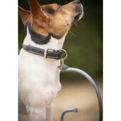 Collier pour Chien Olie - Havane