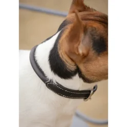 Collier pour Chien Olie - Havane