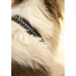 Collier pour Chien Point Sellier - Noir