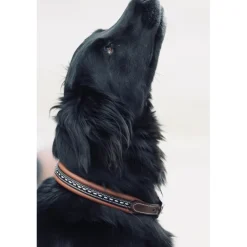 Collier pour Chien Point Sellier - Havane