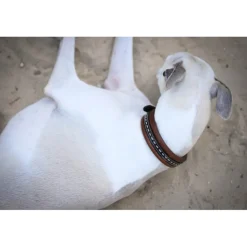 Collier pour Chien Point Sellier - Havane