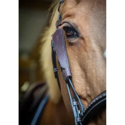 Œillères Australiennes - Havane