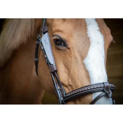 Œillères Australiennes - Havane