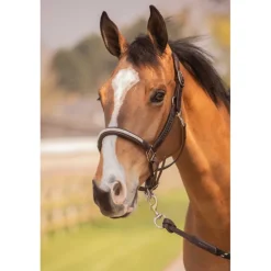 Licol Harmonie - Havane