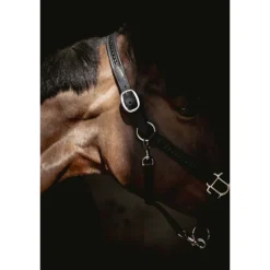 Licol Harmonie - Noir