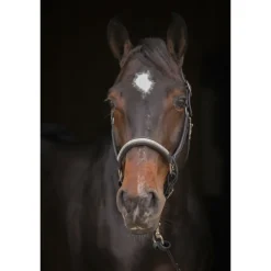 Licol Harmonie - Noir