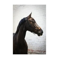 Licol éthologique américain - Noir