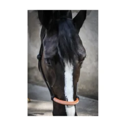 Licol éthologique américain - Noir